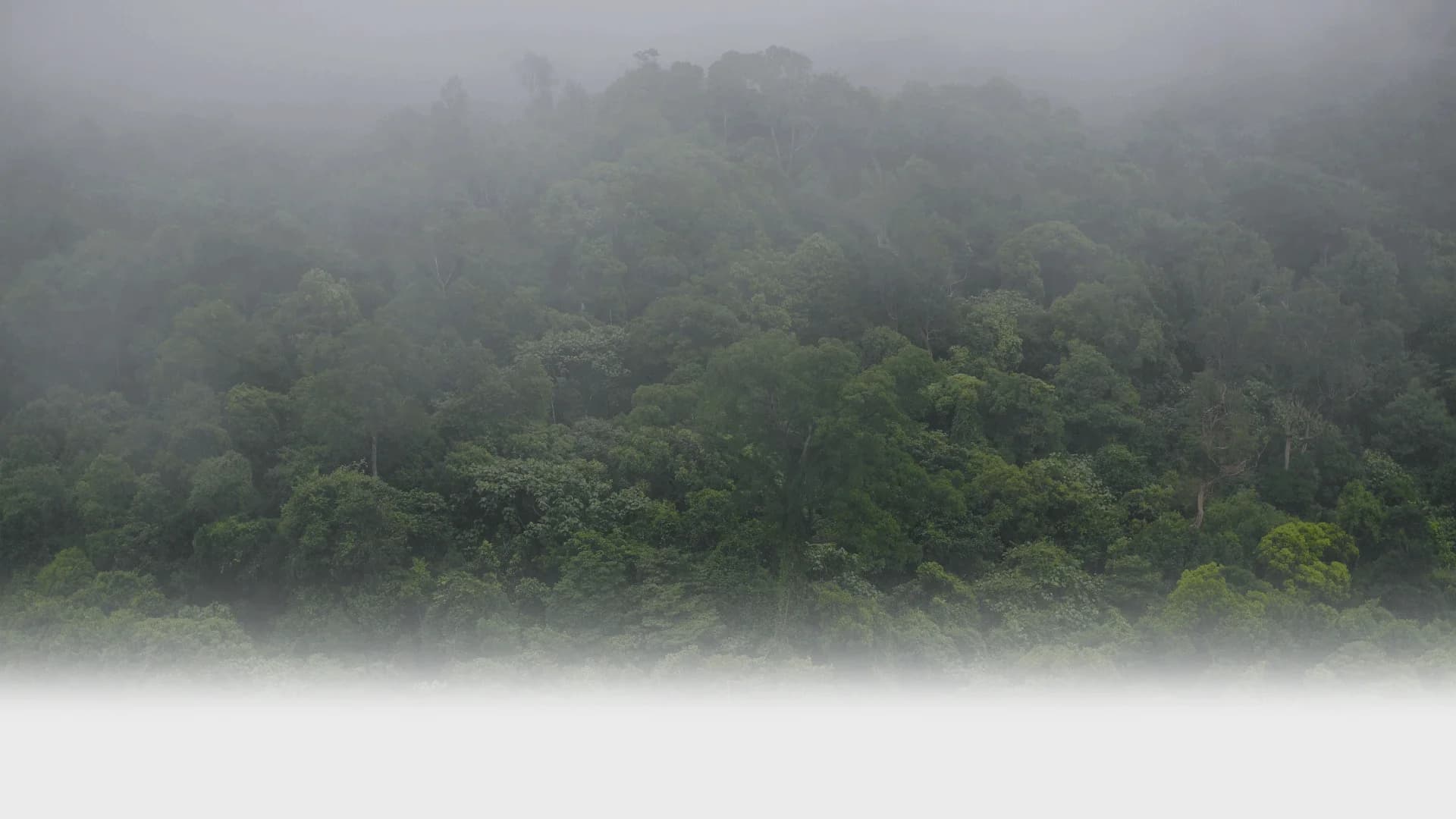 Net Zero Emission Services